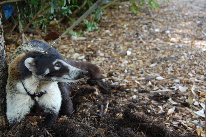 Coati Mundi, FWC, exotic pets, ocala news FWC: Exotic Pet Amnesty Day