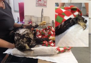 Animis Foundation caring for an eagle that was found two years ago. This eagle tested positive for phenobarbital. Photo provided by the Animis Foundation.