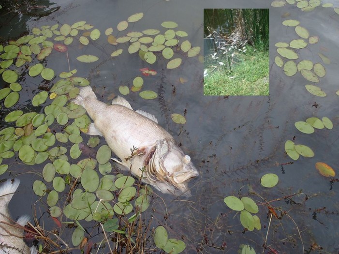 fish heads ocala fish heads ocala