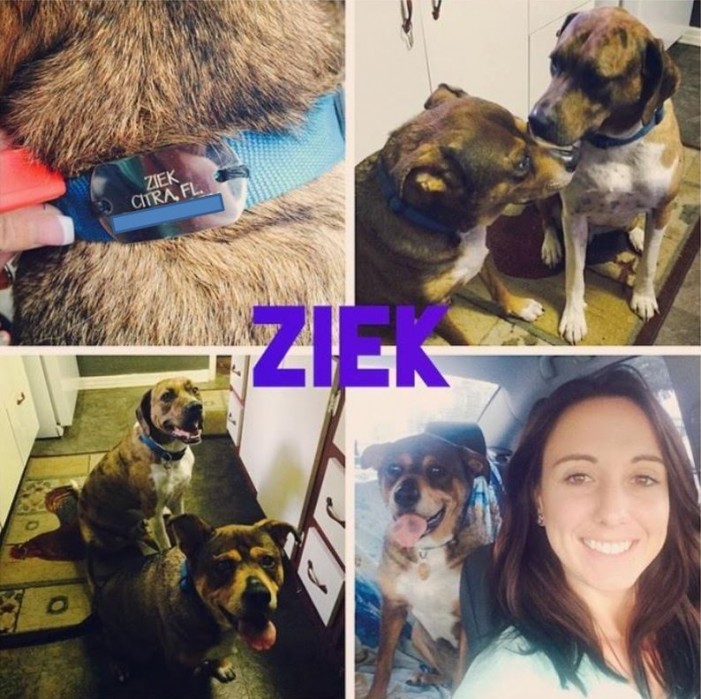 do shot in head, citra florida, ocala news, marion county news, animals Family heartbroken after family pet found slain