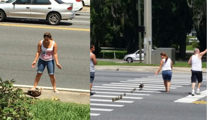 ocala news, marion county news, ducklings saved, animal lovers, ducklings nearly hit by cars Good Samaritans save a mother and her baby ducklings