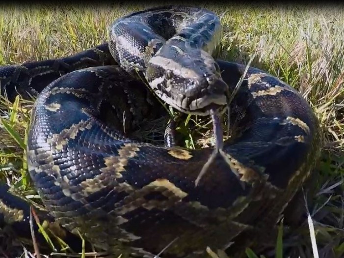 python latest release