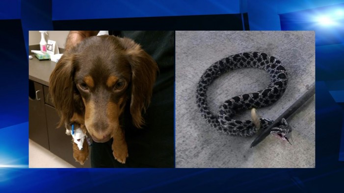 dog bit by rattlesnake, ocala news, pets, animals, marion county news Family dog bit on face by rattlesnake