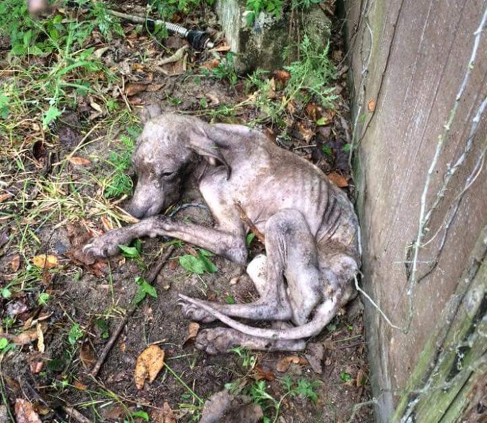 abandoned puppy ocala post abandoned puppy didn t die alone captivated many hearts abandoned puppy ocala post abandoned puppy didn t die alone captivated many hearts