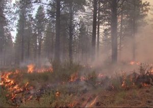 prescribed burn, ocala news, marion county news, ocala post,