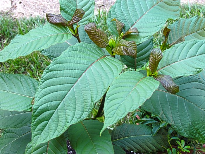 Kratom tree, dea, marijuana, illegal plants, ocala news, nature Authorities want to make another plant illegal