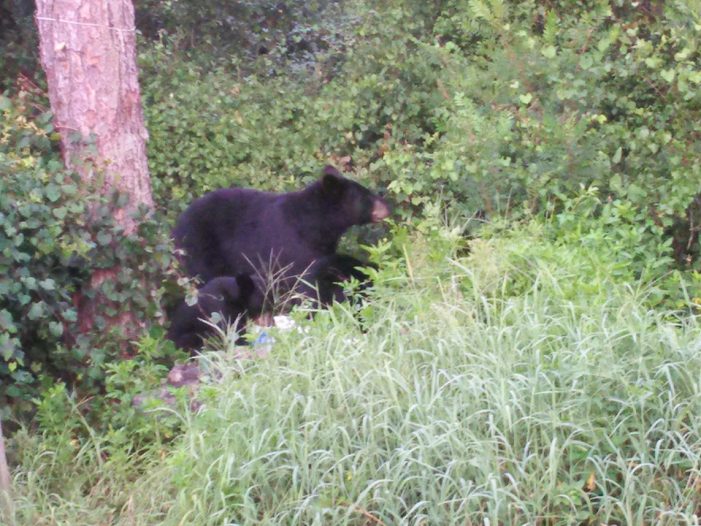 bear, ocala national forest, marion county news, bears, ocala post Woman thought noises were from an intruder