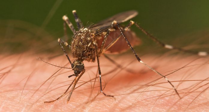 WARNING: Post Hurricane Irma, mosquito population will become larger WARNING: Post Hurricane Irma, mosquito population will become larger