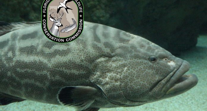 Gag grouper season opens soon Gag grouper season opens soon