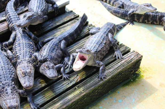 alligators Marsh Rabbit Run Trail at Circle B Bar Reserve, closed