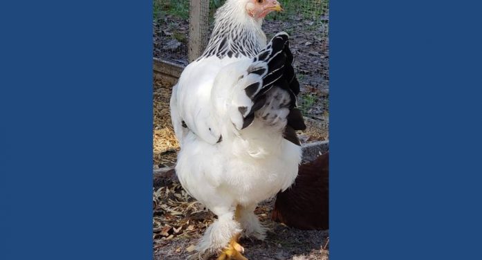 Chickens now allowed in city, regulations attached Chickens now allowed in city, regulations attached