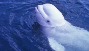 Beluga Whale SeaWorld Orlando - Ocala Post