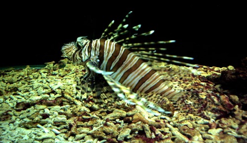 Venomous Lion Fish Taking Over Florida’s Coast Line