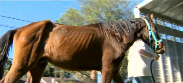 21 Horses Rescued From Near Death On Davie Ranch