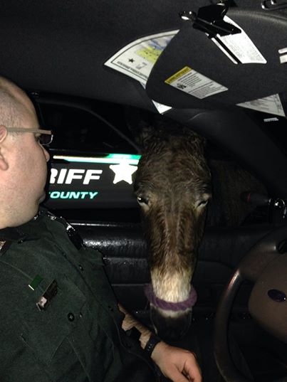 Deputy feeds an ass