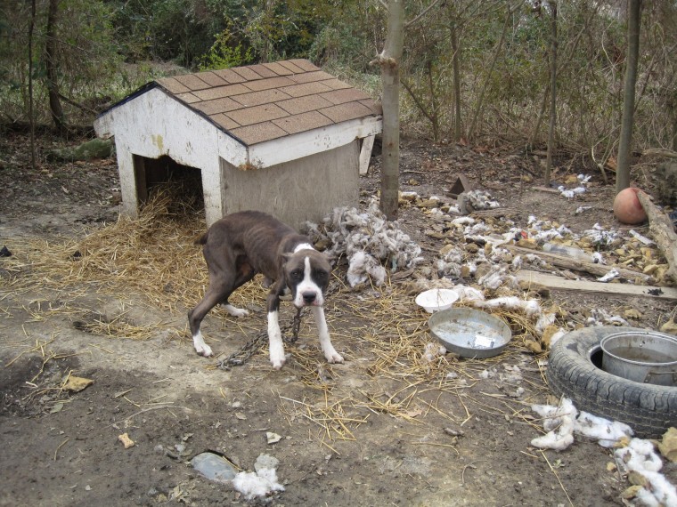 Dog Tethering Law In Effect