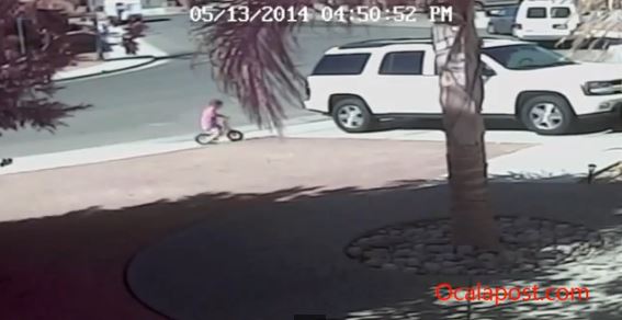 cat saves boy, california, dog attack