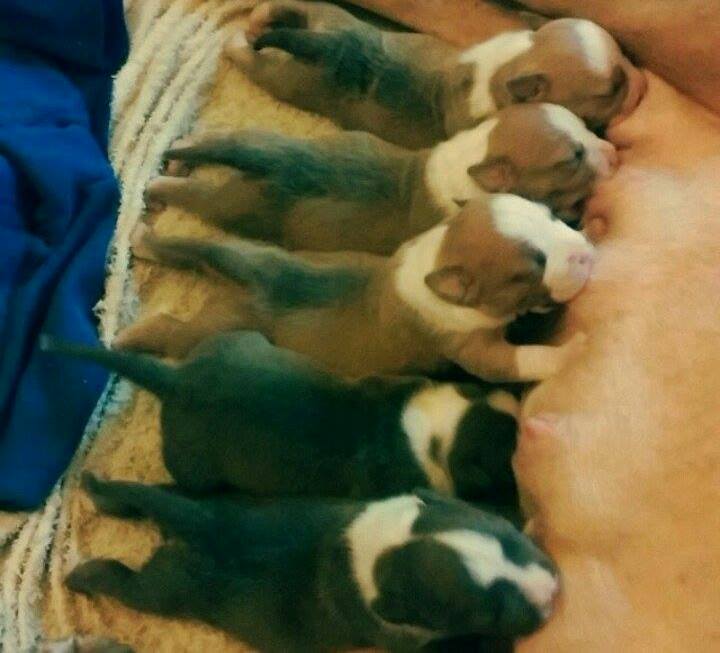 Five newborn puppies stolen from Ocala home