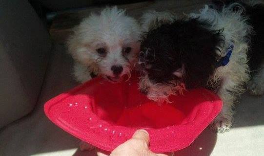 Puppies Rescued From 123 Degree Car
