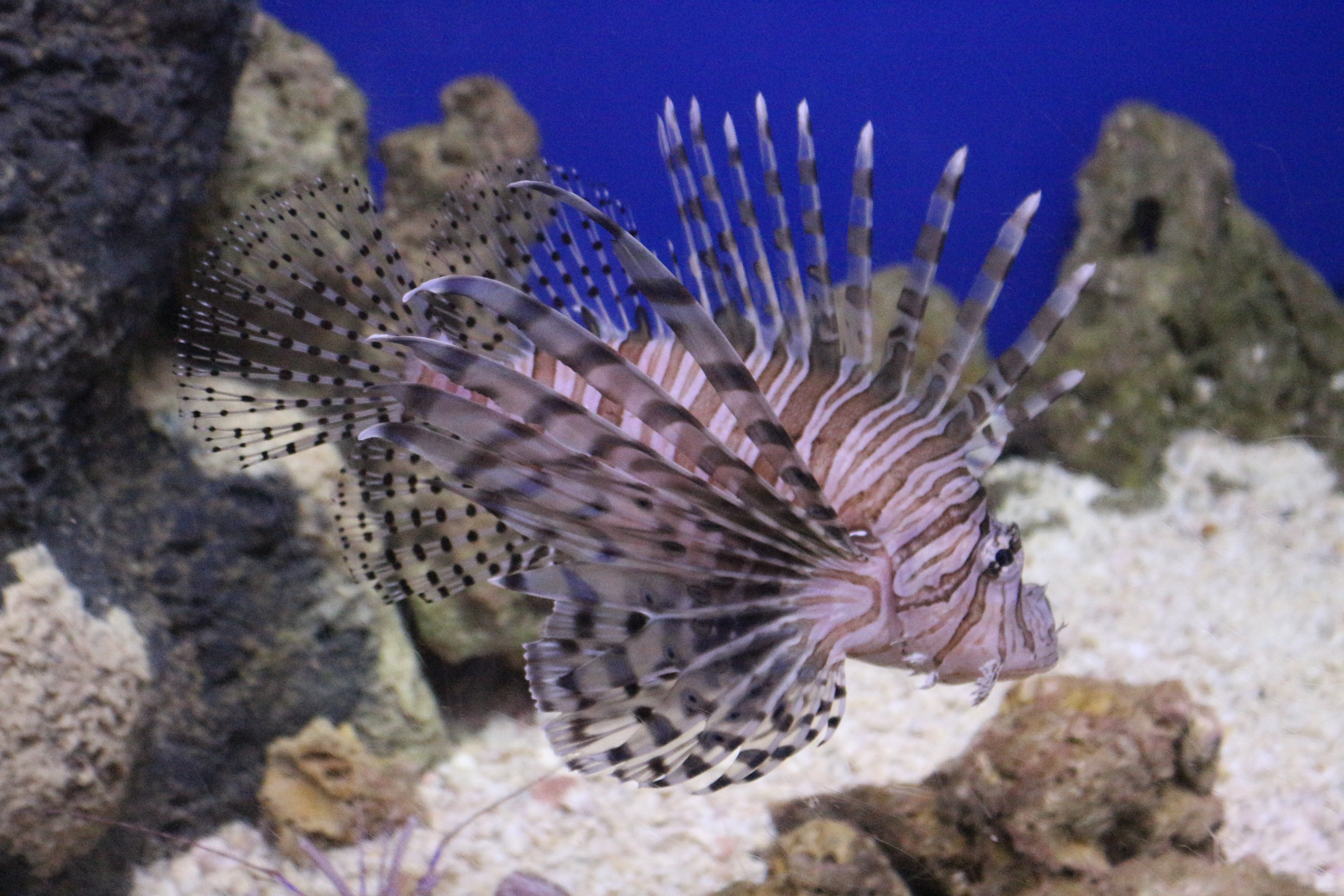 lionfish, FWC, ocala news, florida, fishing