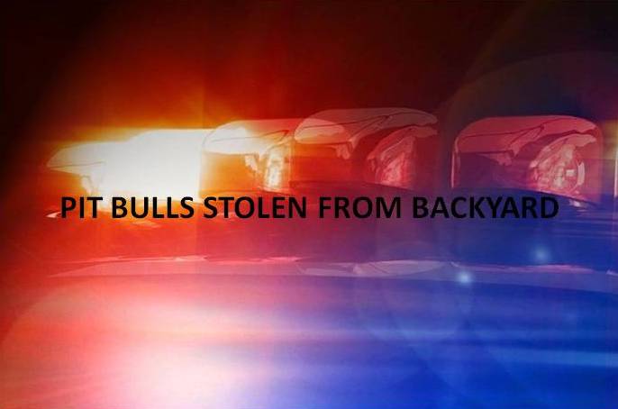 17 pit bulls stolen, ocala news