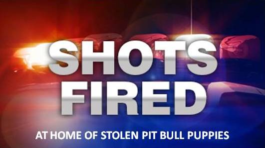 Shots fired into Ocala home;pit bull puppies stolen