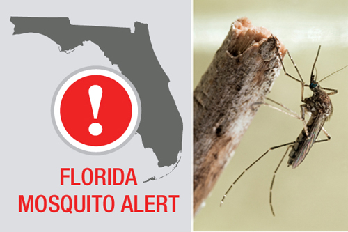 chikungunya alert florida