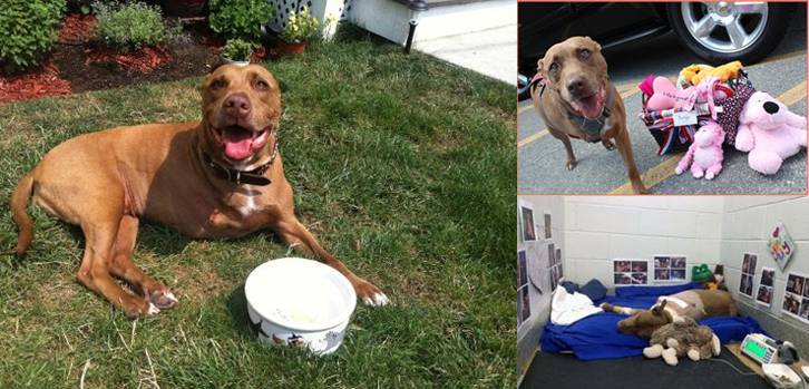lilly the dog, pit bull, dog saves woman from train