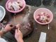 rat meat, chicken, ocala news,