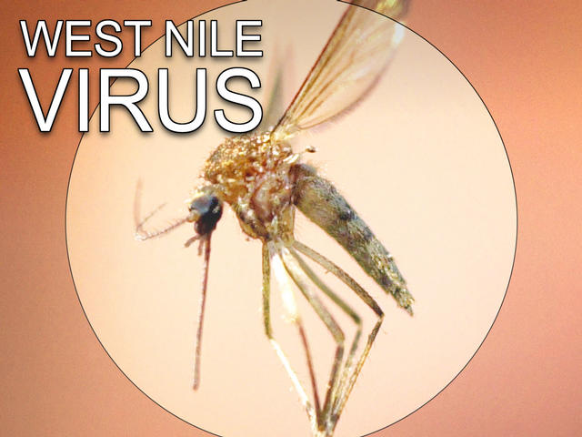Marion County horse tested positive for West Nile virus