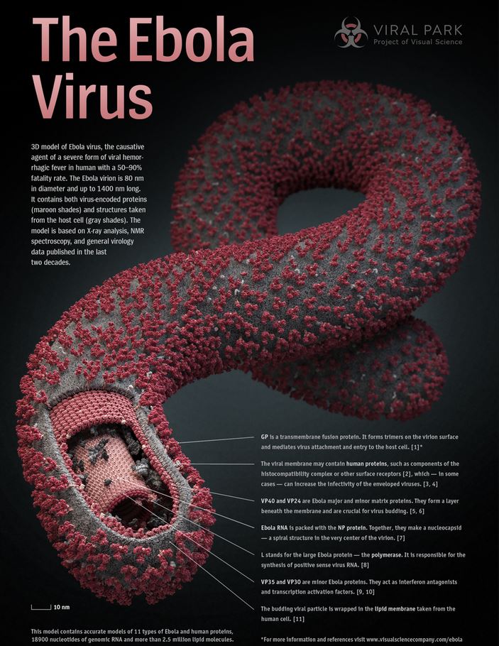 The Ebola virus and important facts