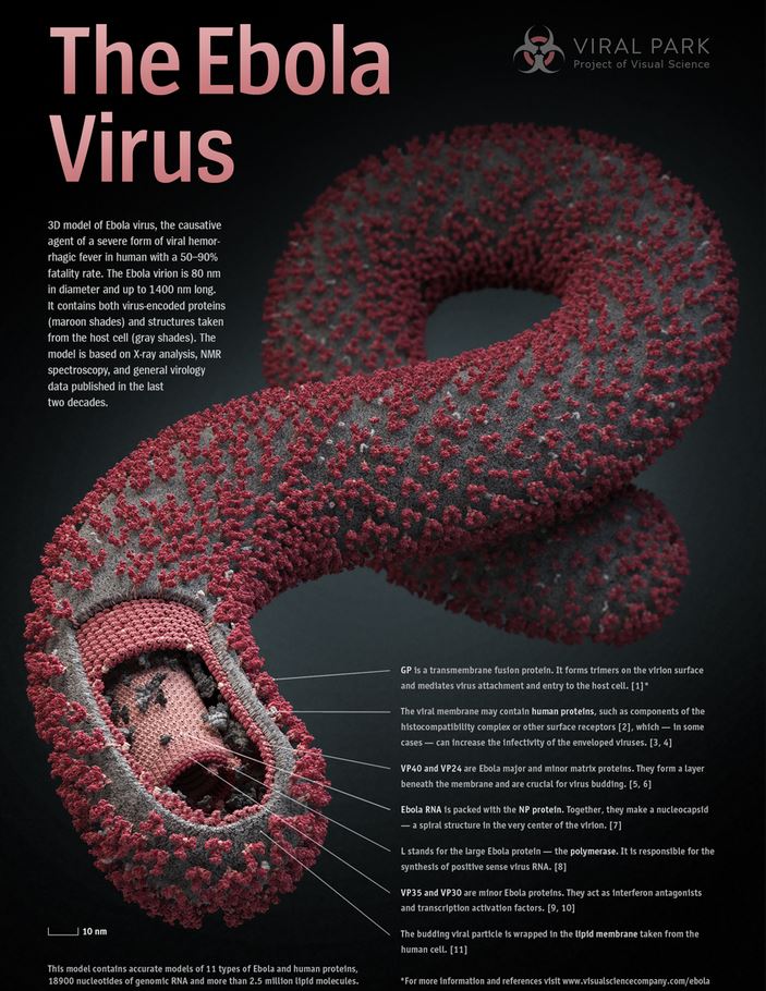 ebola, florida, texas, ebola facts, ocala news, news 13