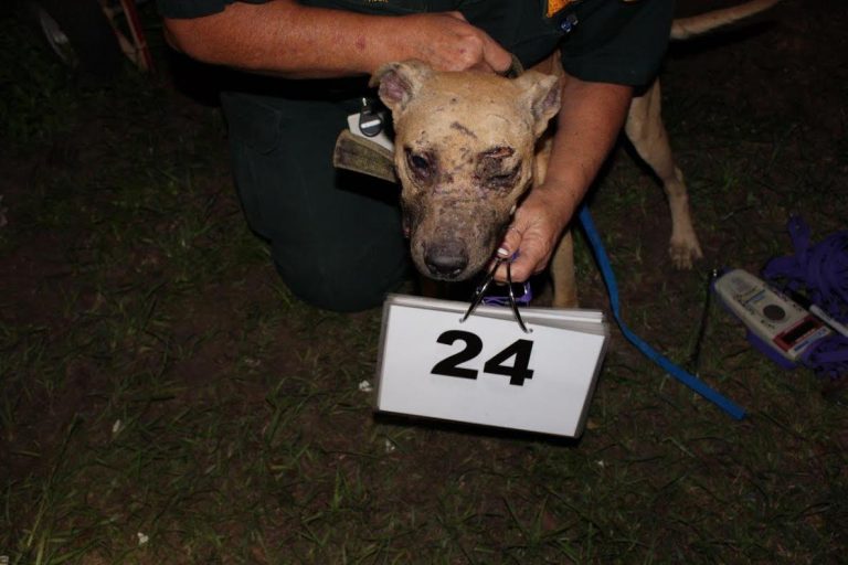 More than 60 pit bulls rescued from two Florida homes