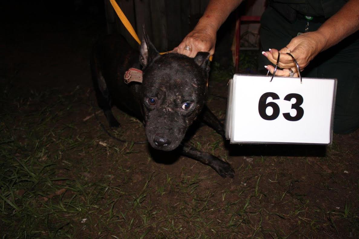 pit bull, polk county, ocala news