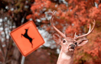 Shooting at deer from car, hunting in the forest, ocala national forest, ocala news, buck