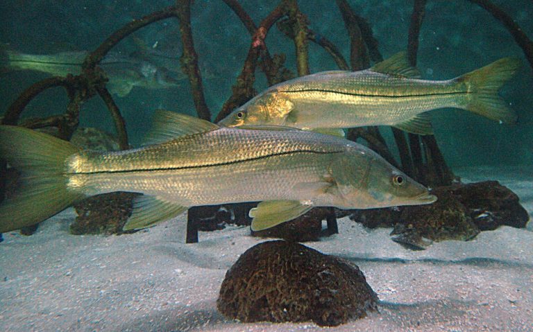 FWC: Snook season to reopen for anglers