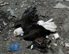 Bald eagles allegedly poisoned after eating euthanized animals dumped at Marion County Baseline Landfill