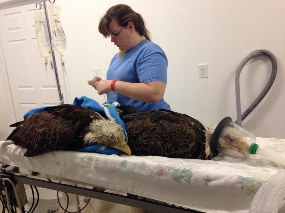 bald eagles poisoned, ocala, ocala news, marion county, FWC, FWS, marion county landfill