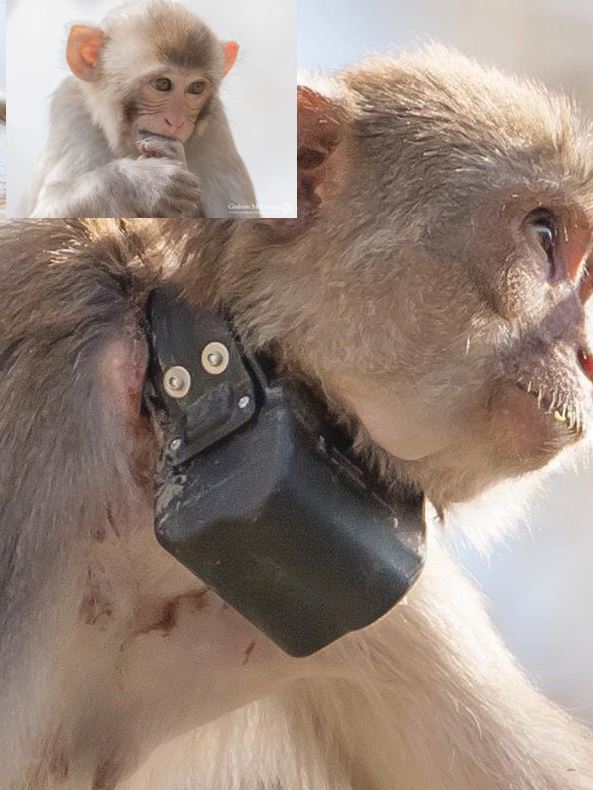 Macaque monkey, gainesville, ocala news, UF