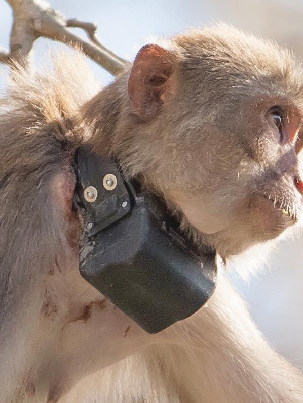 Ocala photographer believes monkey was harmed by UF researchers