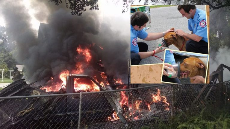 Firefighters saved 5 dogs from fire