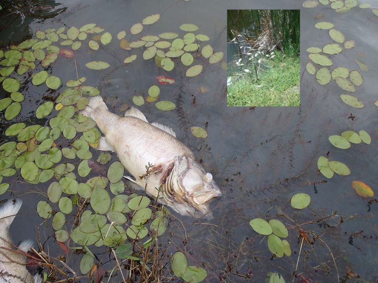 ocala news, fish kill, lake weir, ocala, fishing