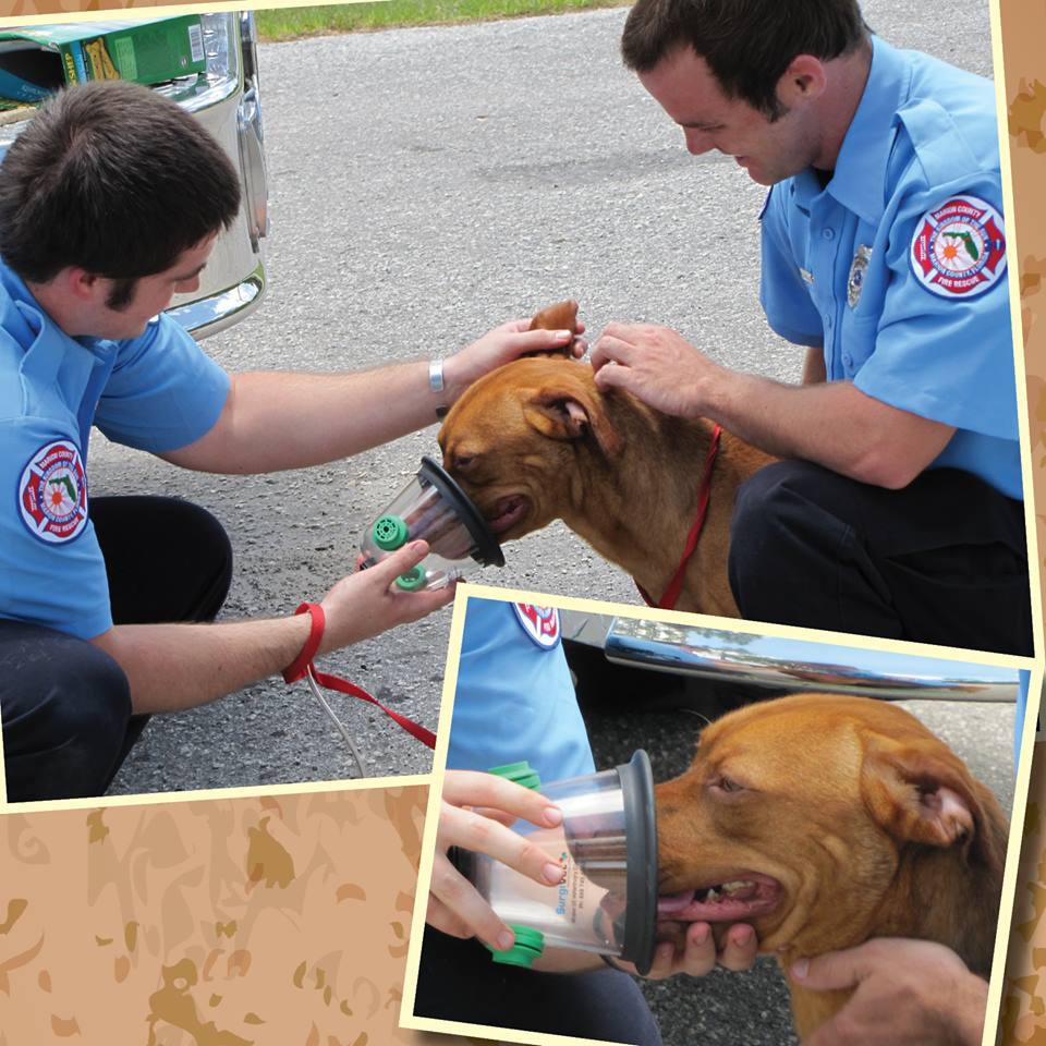ocala fire, ocala news, animals, dogs saved from fire