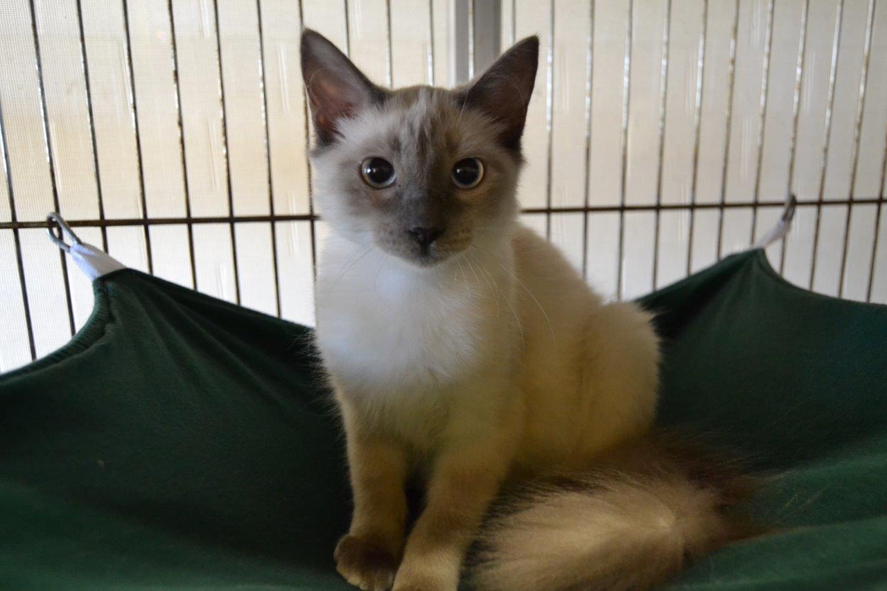 ocala news, marion county news, adopt a cat, animal services, animals, pets
