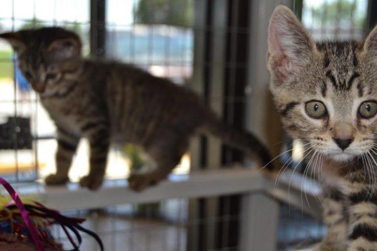 Animal services reduces cat adoption fees