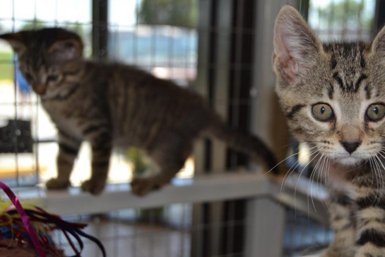 adopt a cat, animal services, ocala news, marion county news, animals, ocala post