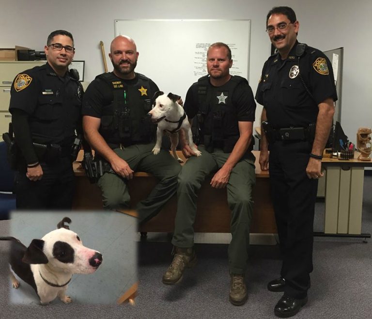 ocala news, marion county news, ocala post, gabe the pit bull