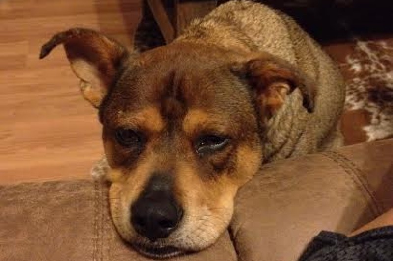 ocala news, marion county news, dog shot and killed,