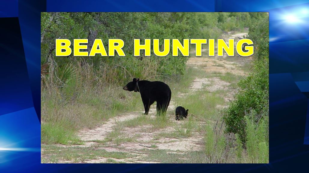 bear hunting season florida, ocala news, florida, marion county news, FWC 