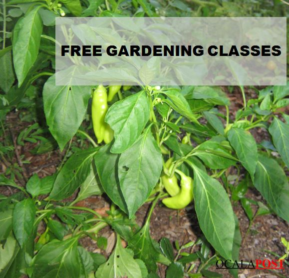 free gardening, ocala news, marion county news, gardening in florida